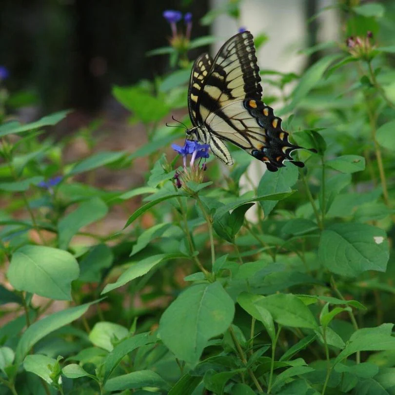 Hardy Plumbago (Ceratostigma) - Image 5