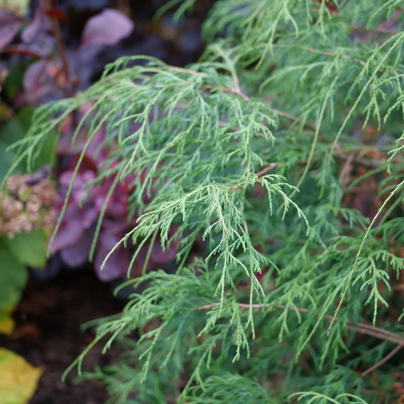 Haywire™ False Cypress (Chamaecyparis) - Image 2