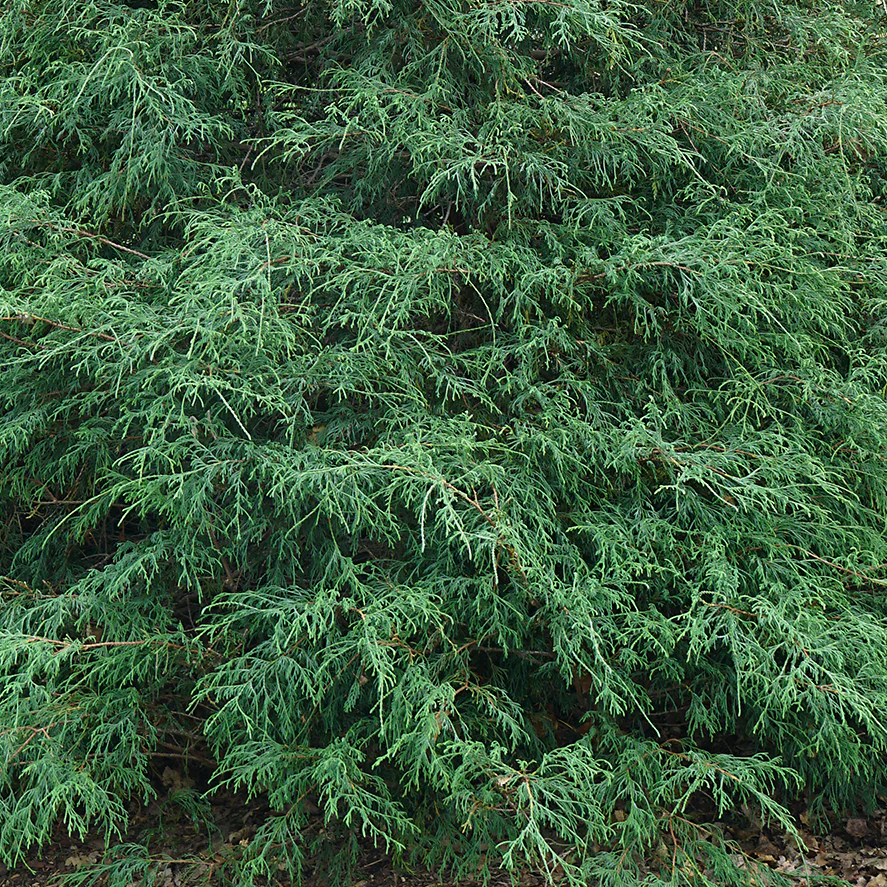Haywire™ False Cypress (Chamaecyparis) - Image 3