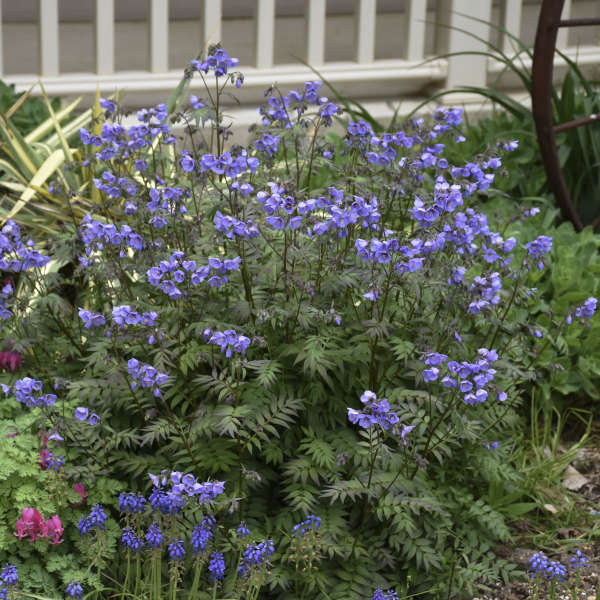 'Heaven Scent' Jacob's Ladder (Polemonium) - Image 2