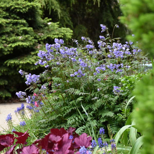 'Heaven Scent' Jacob's Ladder (Polemonium) - Image 3