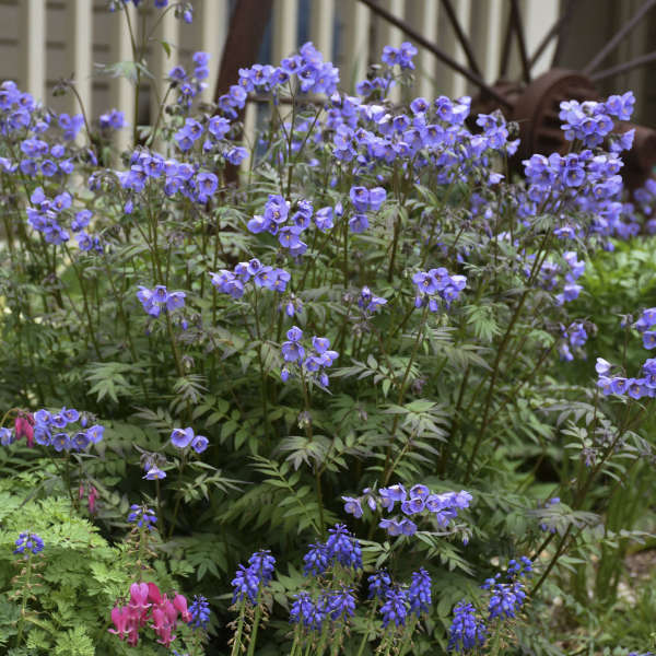 'Heaven Scent' Jacob's Ladder (Polemonium) - Image 4
