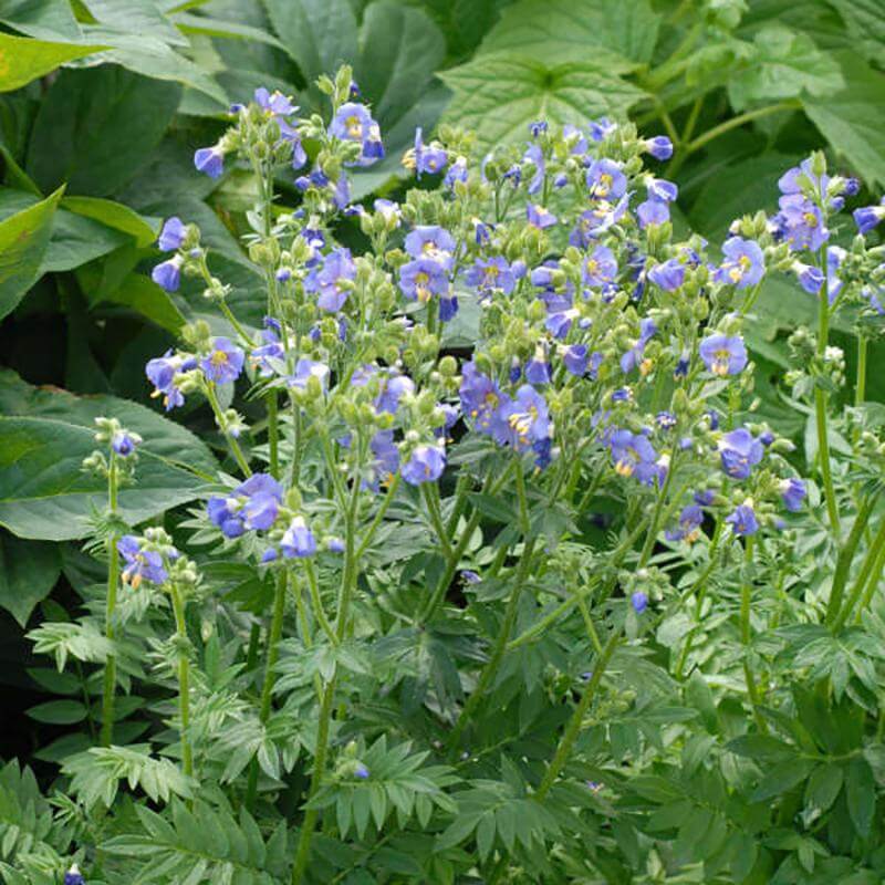 'Heavenly Habit' Jacob's Ladder (Polemonium) - Image 2