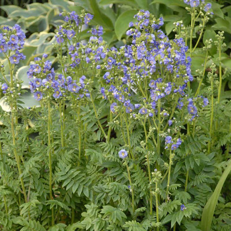'Heavenly Habit' Jacob's Ladder (Polemonium) - Image 3