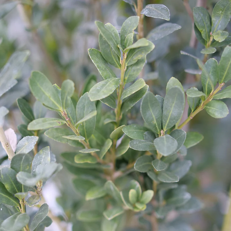 Hedge Box™ Japanese Holly (Ilex) - Image 3
