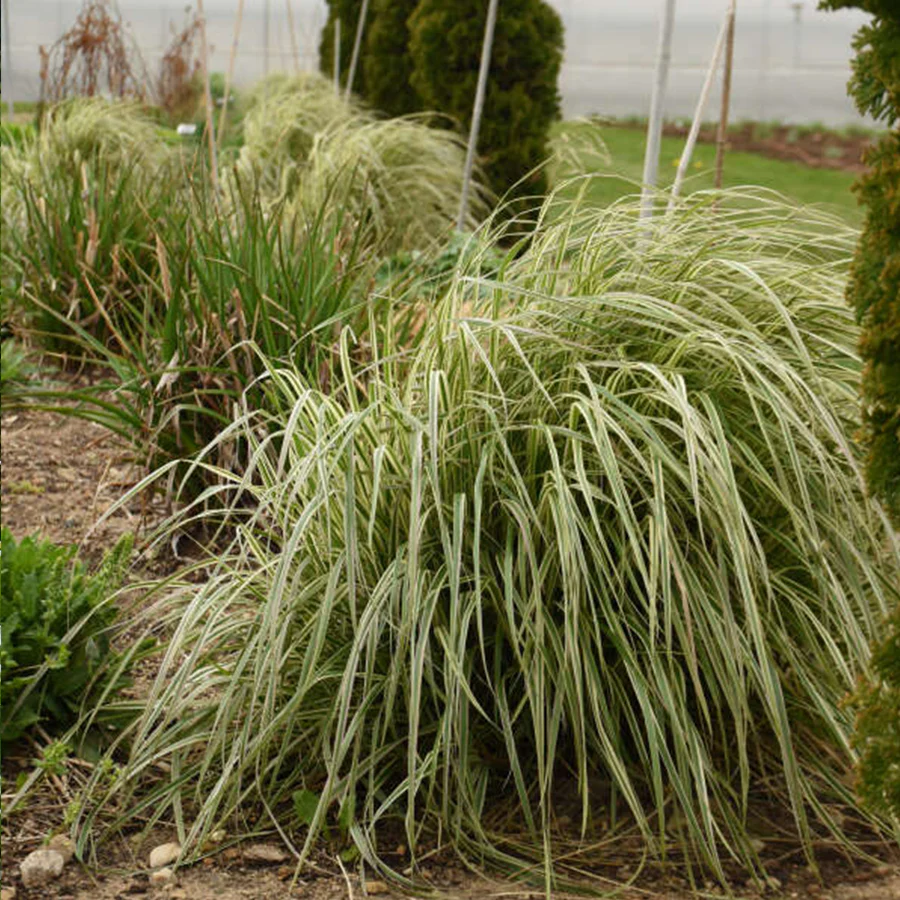 Hello Spring!™ Feather Reed Grass (Calamagrostis) - Image 3