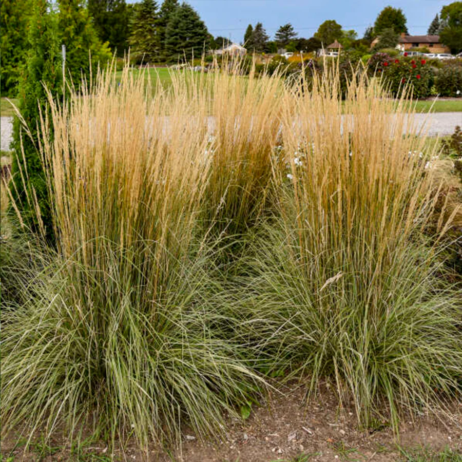 Hello Spring!™ Feather Reed Grass (Calamagrostis) - Image 4
