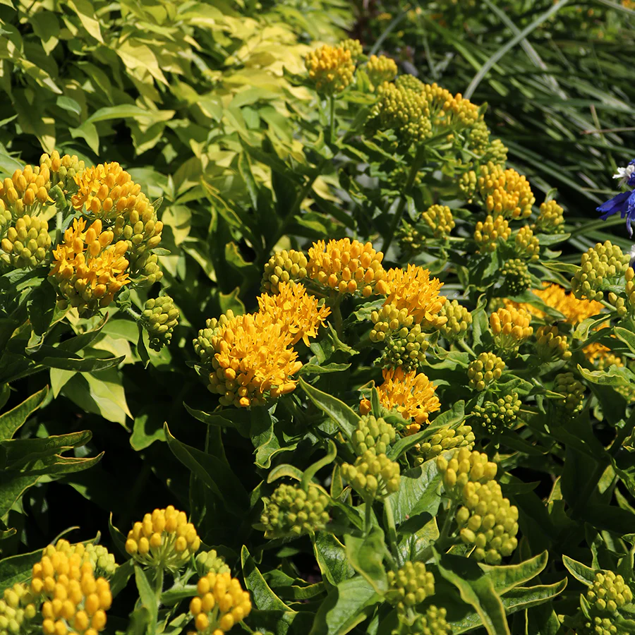 'Hello Yellow' Milkweed (Asclepias) - Image 3