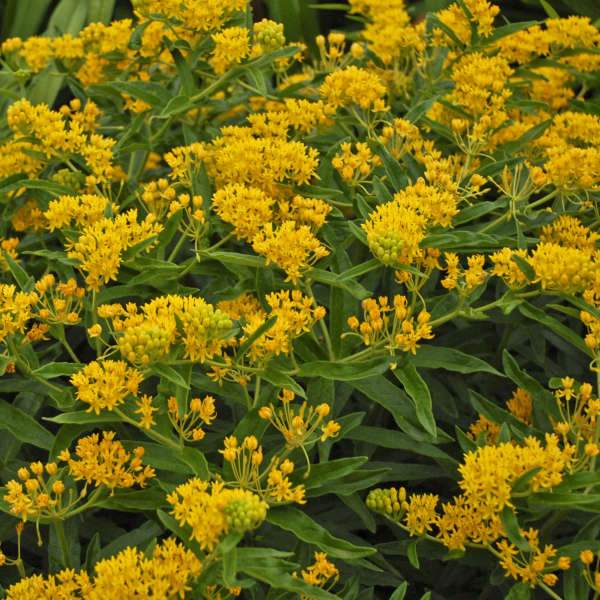 'Hello Yellow' Milkweed (Asclepias) - Image 4