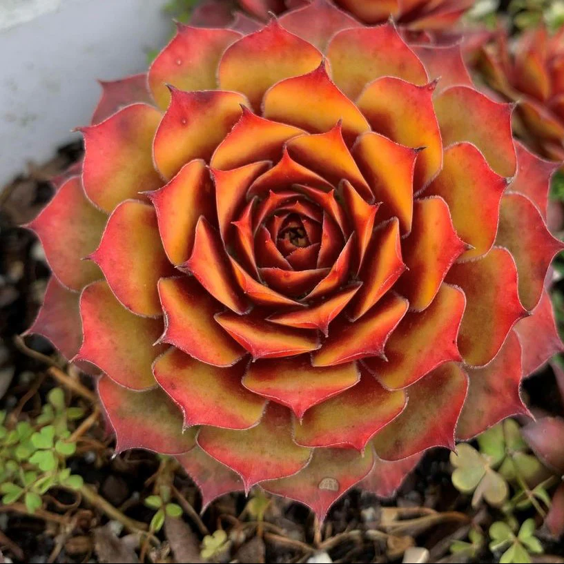 Hens & Chicks Collection - Image 2