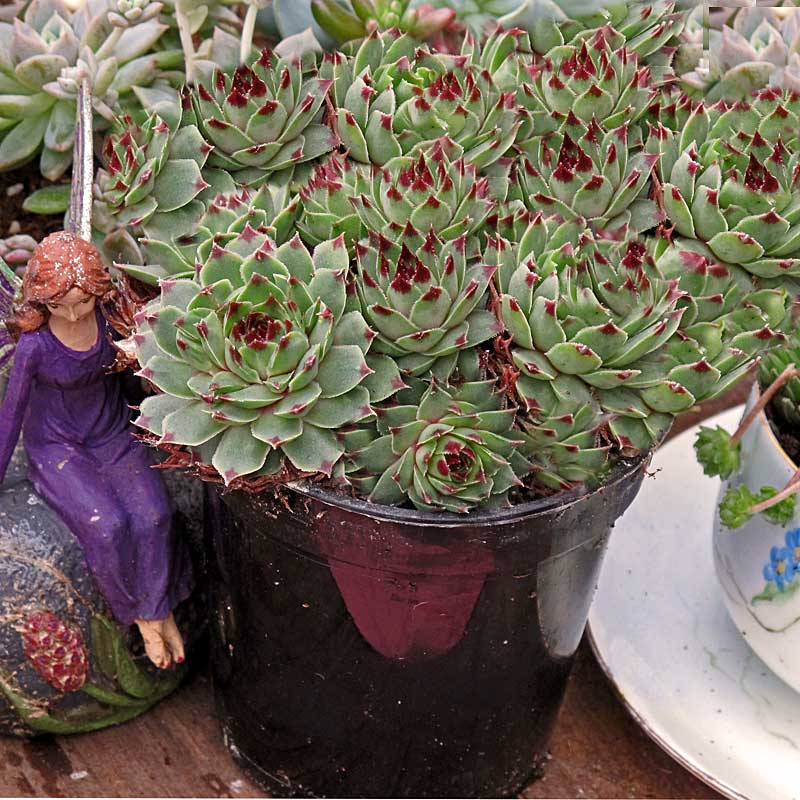 Hens & Chicks Collection - Image 3