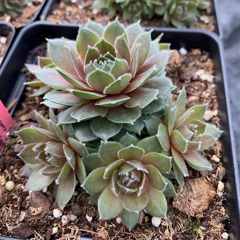 Hens & Chicks Collection - Image 4