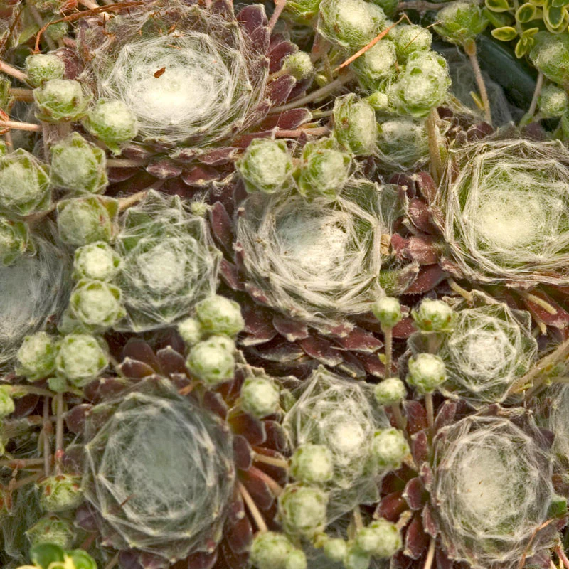 Hens & Chicks Collection - Image 6