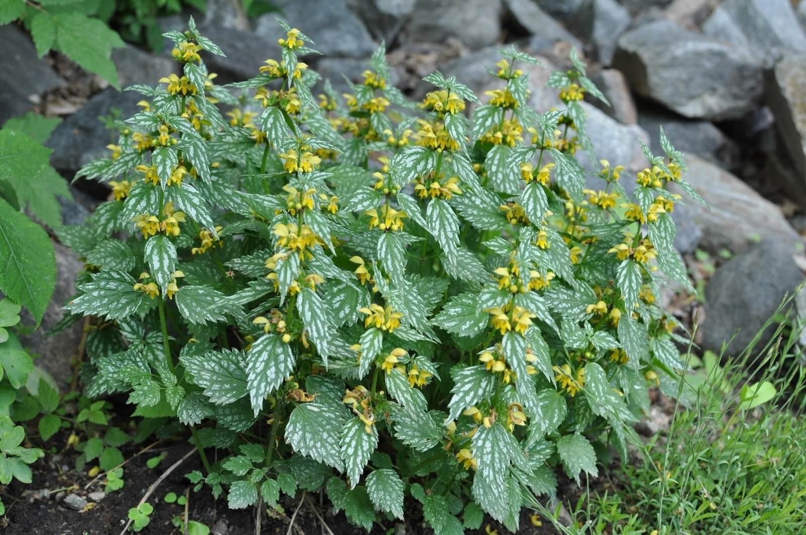 'Hermann's Pride' Spotted Dead-Nettle - Image 2