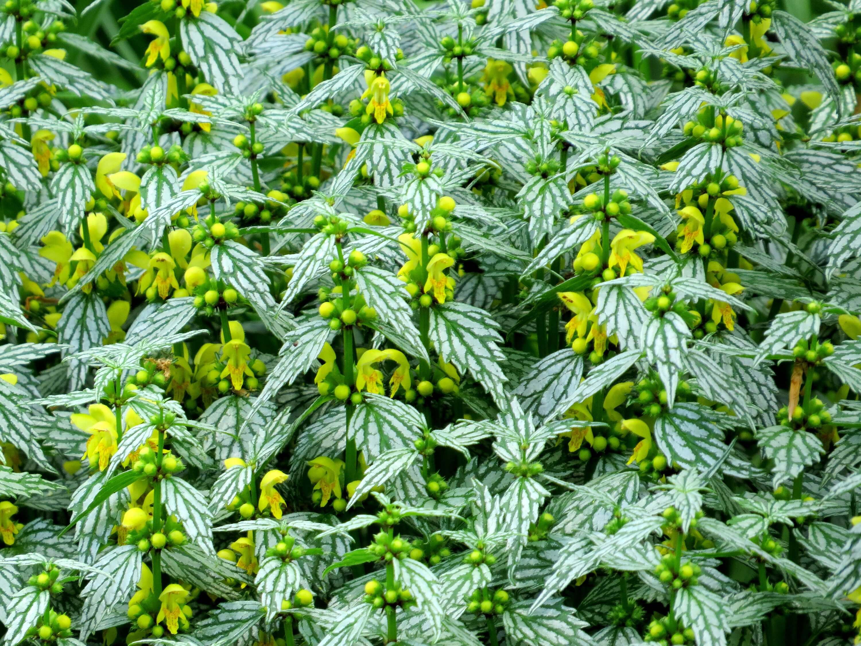 'Hermann's Pride' Spotted Dead-Nettle - Image 3