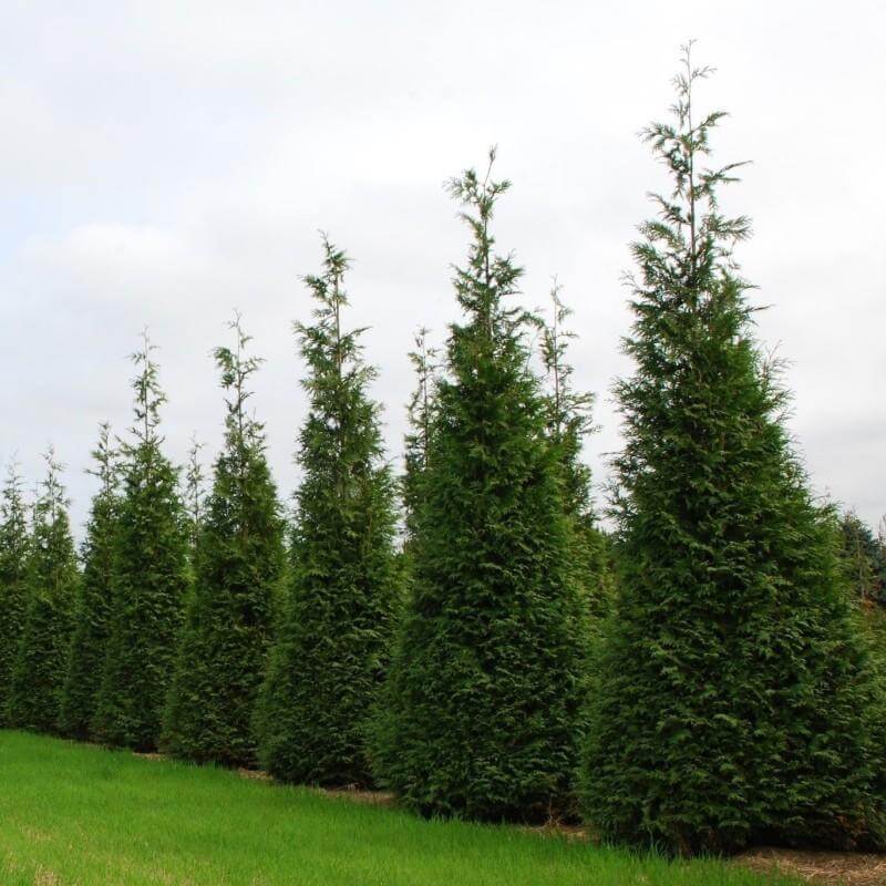 'Hetz Wintergreen' Arborvitae (Thuja) - Image 2