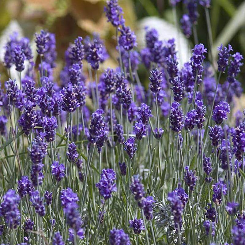 'Hidcote' Lavender (Lavandula) - Image 2