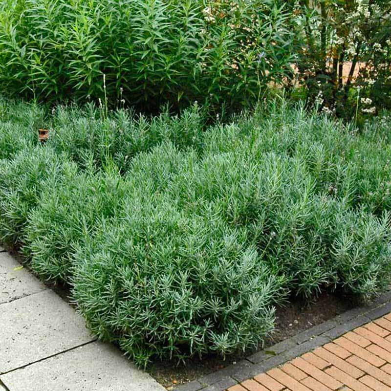 'Hidcote' Lavender (Lavandula) - Image 3