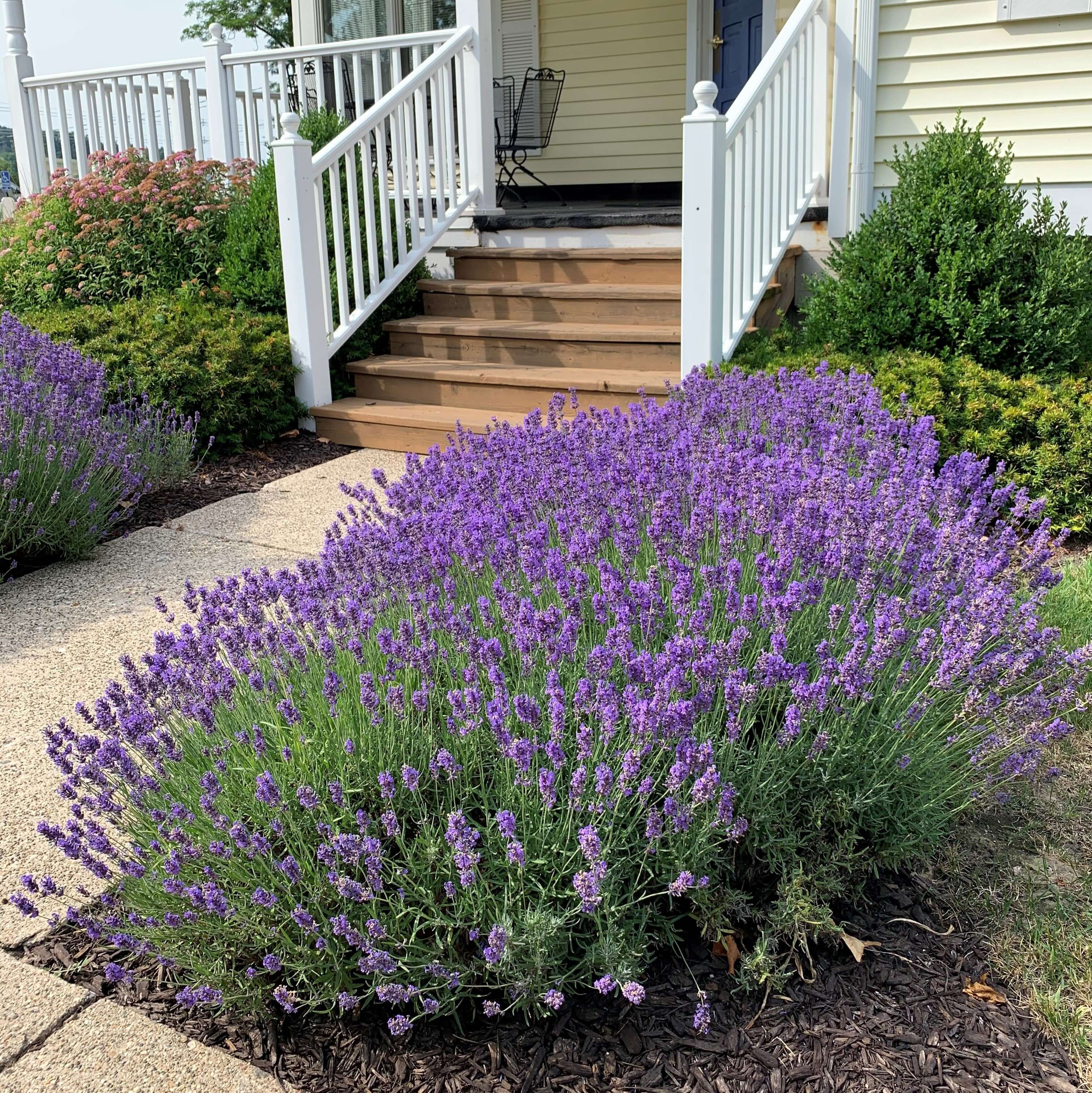 'Hidcote' Lavender (Lavandula) - Image 4
