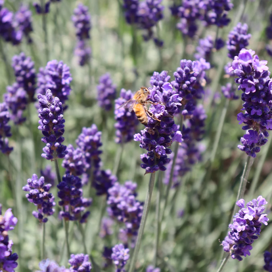 'Hidcote' Lavender (Lavandula) - Image 5