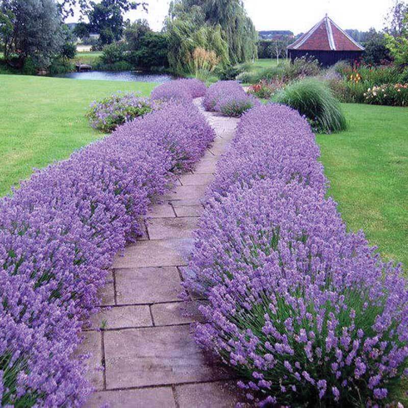 'Hidcote' Lavender (Lavandula) - Image 6