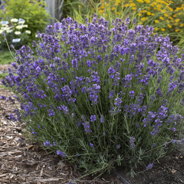'Hidcote' Lavender (Lavandula) - Image 7