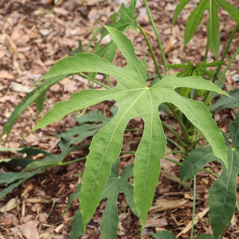 High Five™ ‘Green Fingers’ Fatsia - Image 2