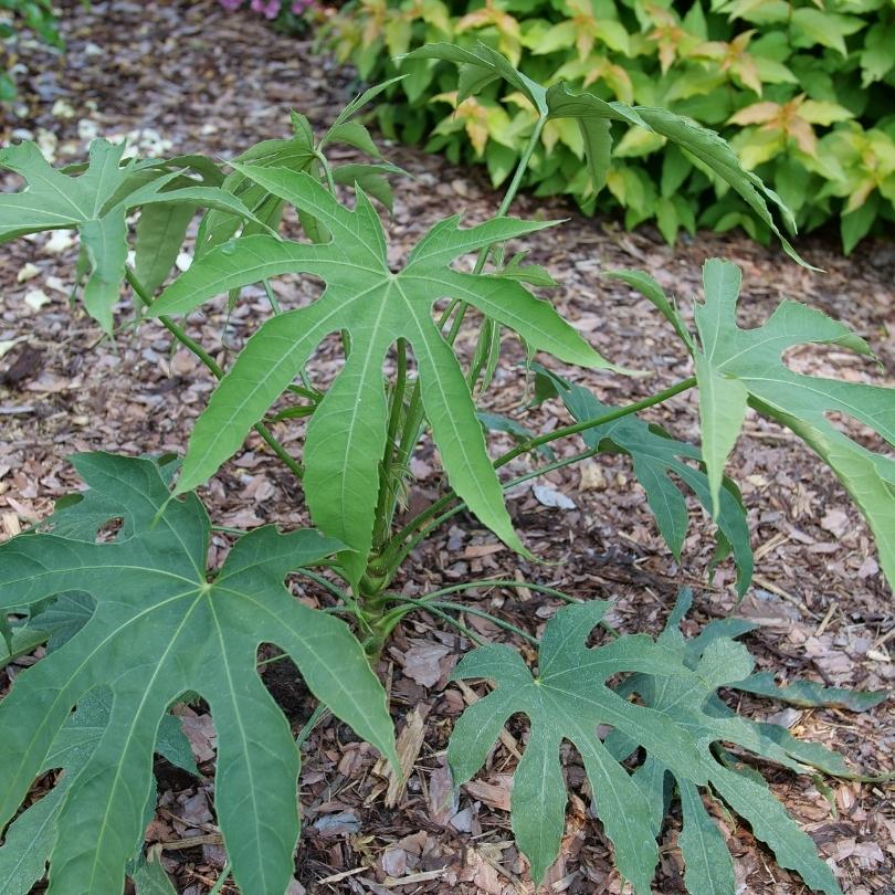 High Five™ ‘Green Fingers’ Fatsia - Image 3