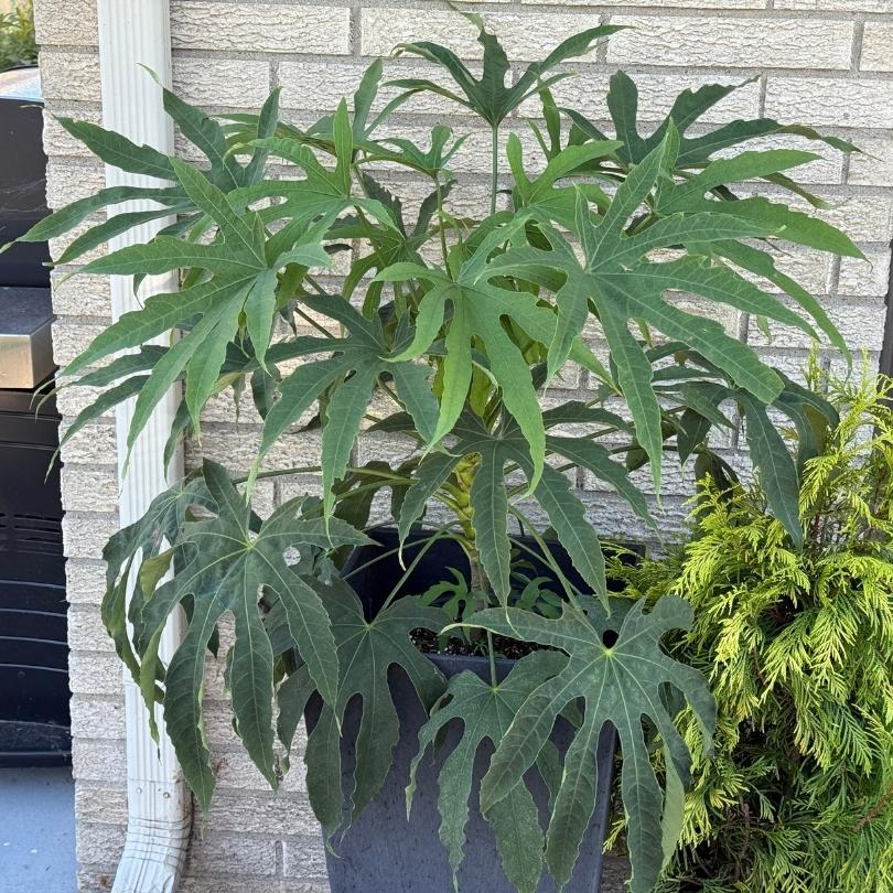 High Five™ ‘Green Fingers’ Fatsia - Image 4