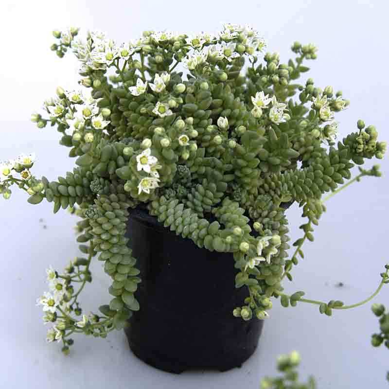 'Himalayan Skies' Stonecrop - Image 2