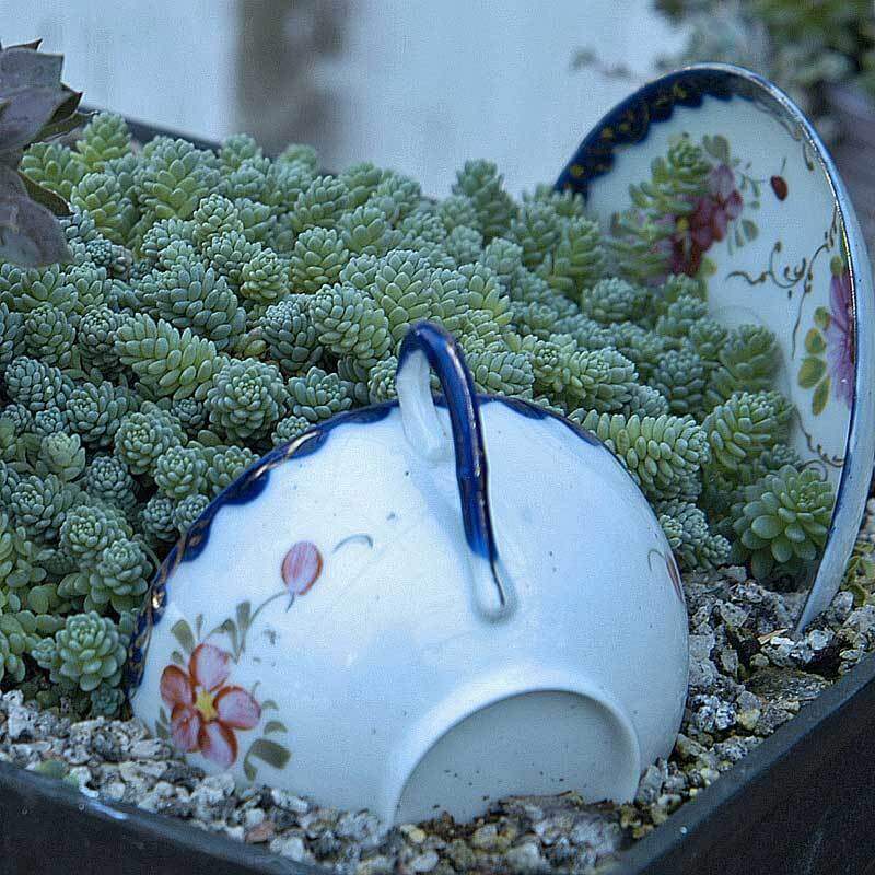 'Himalayan Skies' Stonecrop - Image 3