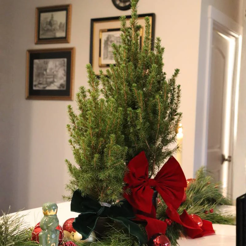 Dwarf Alberta Spruce Holiday Tree - Image 3