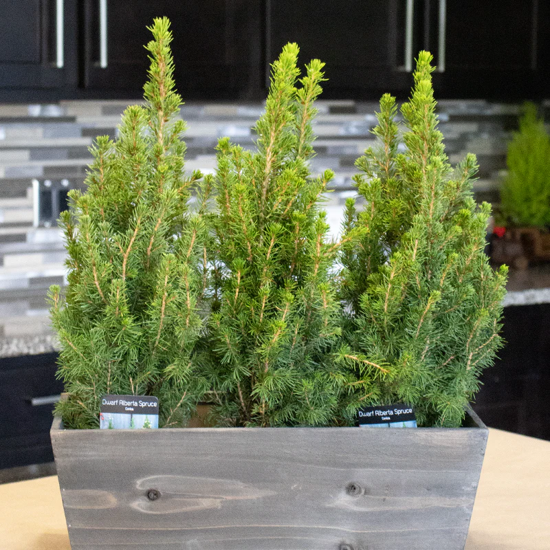 Dwarf Alberta Spruce Holiday Tree - Image 4