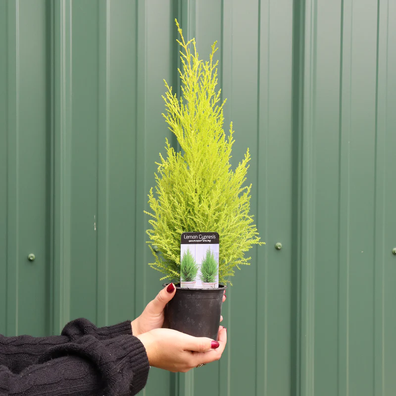 Lemon Cypress Holiday Tree - Image 2