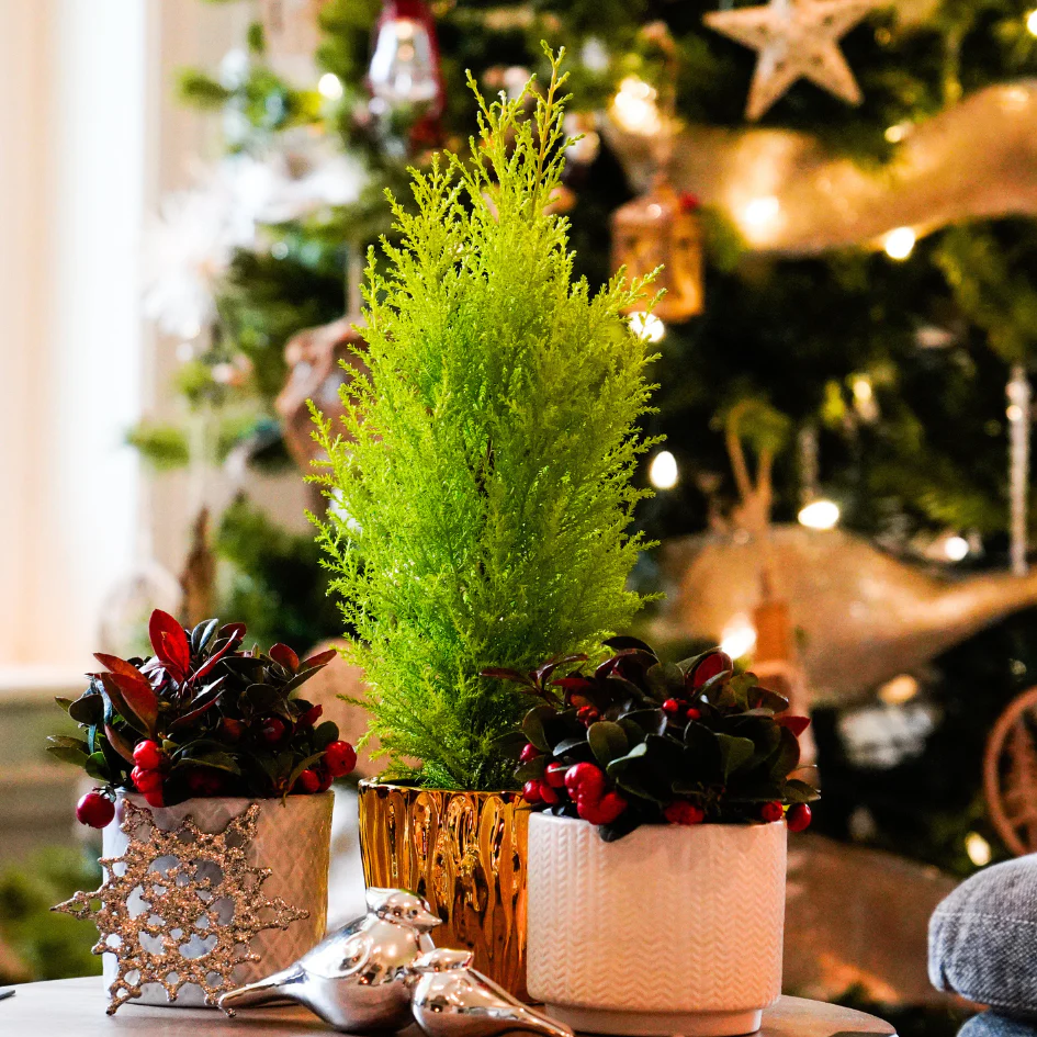 Lemon Cypress Holiday Tree - Image 3
