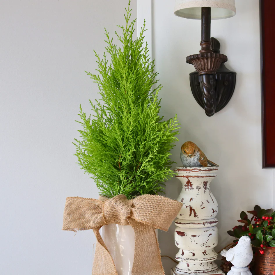Lemon Cypress Holiday Tree - Image 4