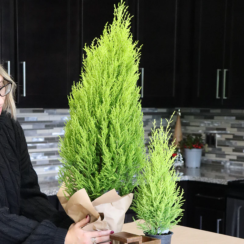 Lemon Cypress Holiday Tree - Image 5