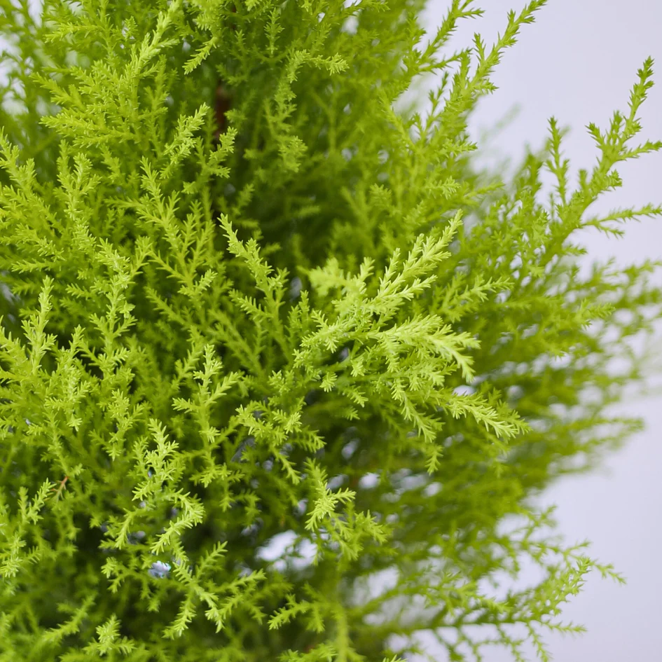 Lemon Cypress Holiday Tree - Image 6