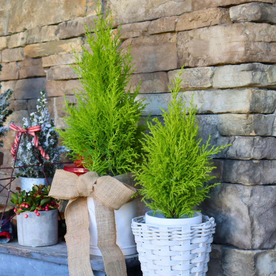 Lemon Cypress Holiday Tree - Image 7