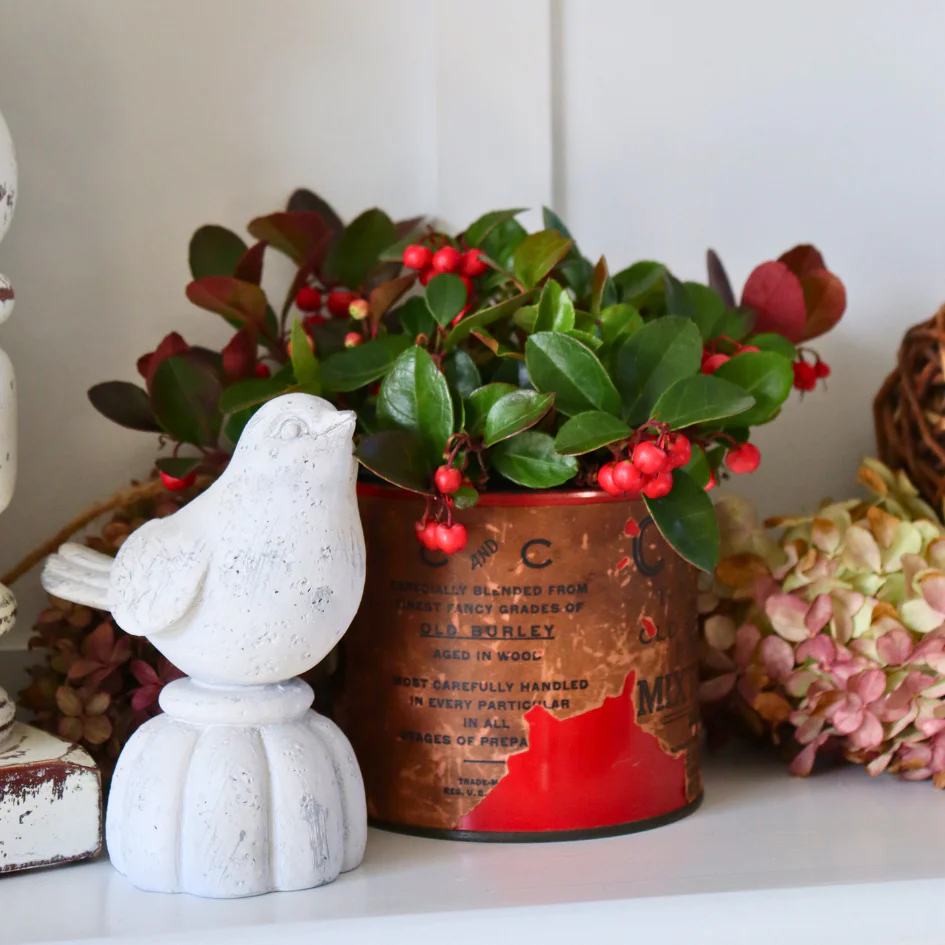 Holiday Wintergreen Shrub - Image 2