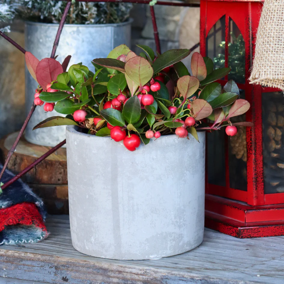 Holiday Wintergreen Shrub - Image 3