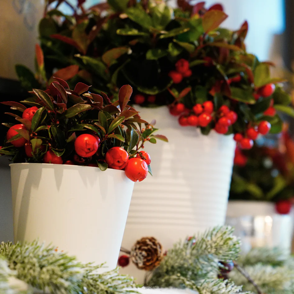 Holiday Wintergreen Shrub - Image 4