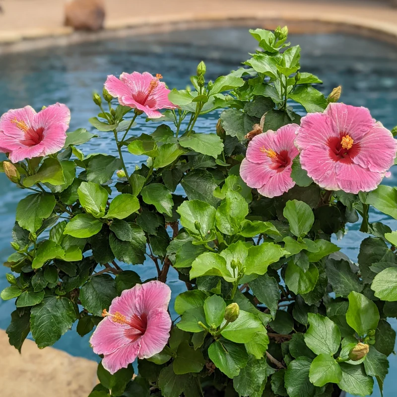 Hollywood Hibiscus® America's Sweetheart™ Tropical Hibiscus - Image 2