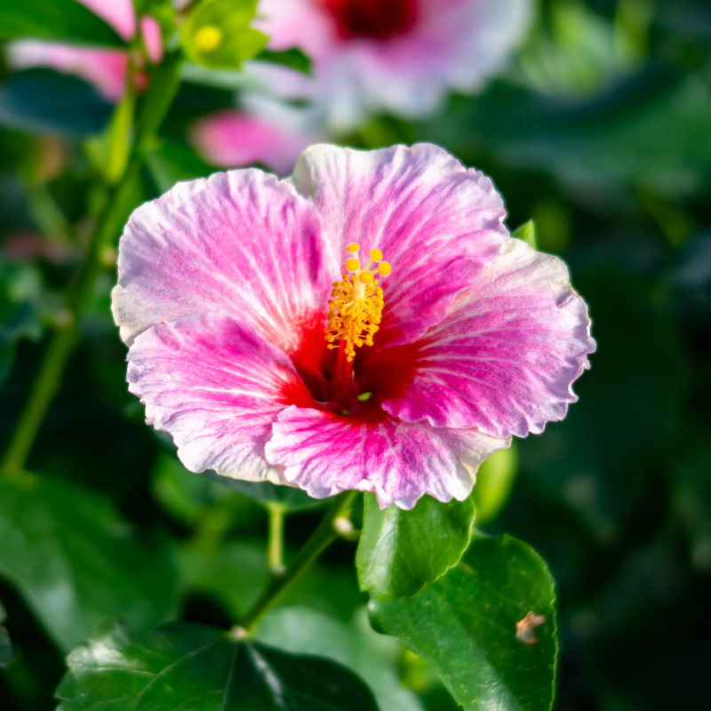 Hollywood Hibiscus® America's Sweetheart™ Tropical Hibiscus - Image 3