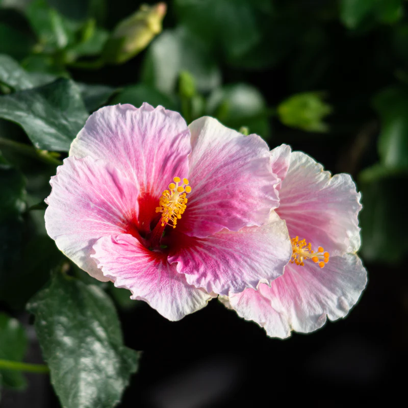 Hollywood Hibiscus® America's Sweetheart™ Tropical Hibiscus - Image 4