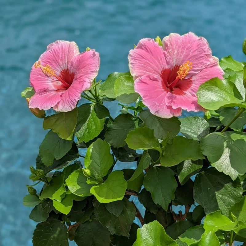Hollywood Hibiscus® America's Sweetheart™ Tropical Hibiscus - Image 5