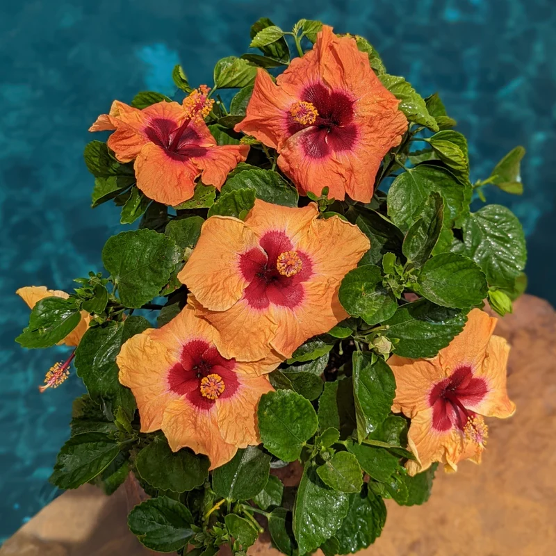 Hollywood Hibiscus® Disco Diva™ Tropical Hibiscus - Image 2