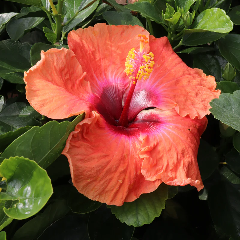 Hollywood Hibiscus® Disco Diva™ Tropical Hibiscus - Image 3