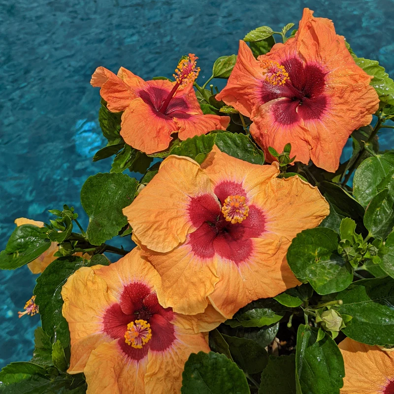 Hollywood Hibiscus® Disco Diva™ Tropical Hibiscus - Image 5