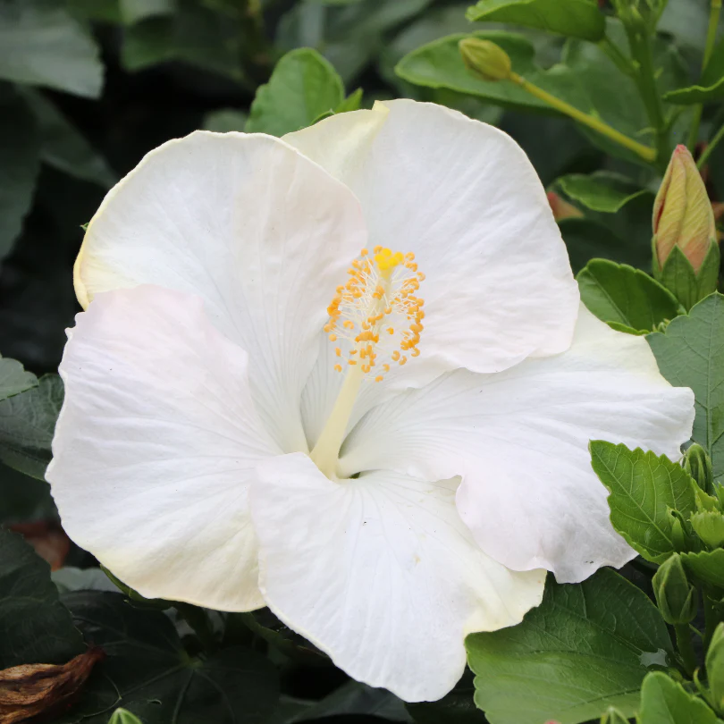 Hollywood Hibiscus® Earth Angel™ Tropical Hibiscus - Image 2